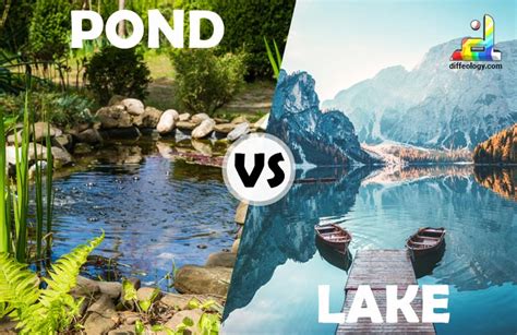 how are lakes similar to ponds how are they different